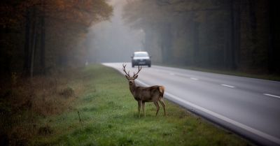 Jeleń po zderzeniu uderzył w kolejny samochód